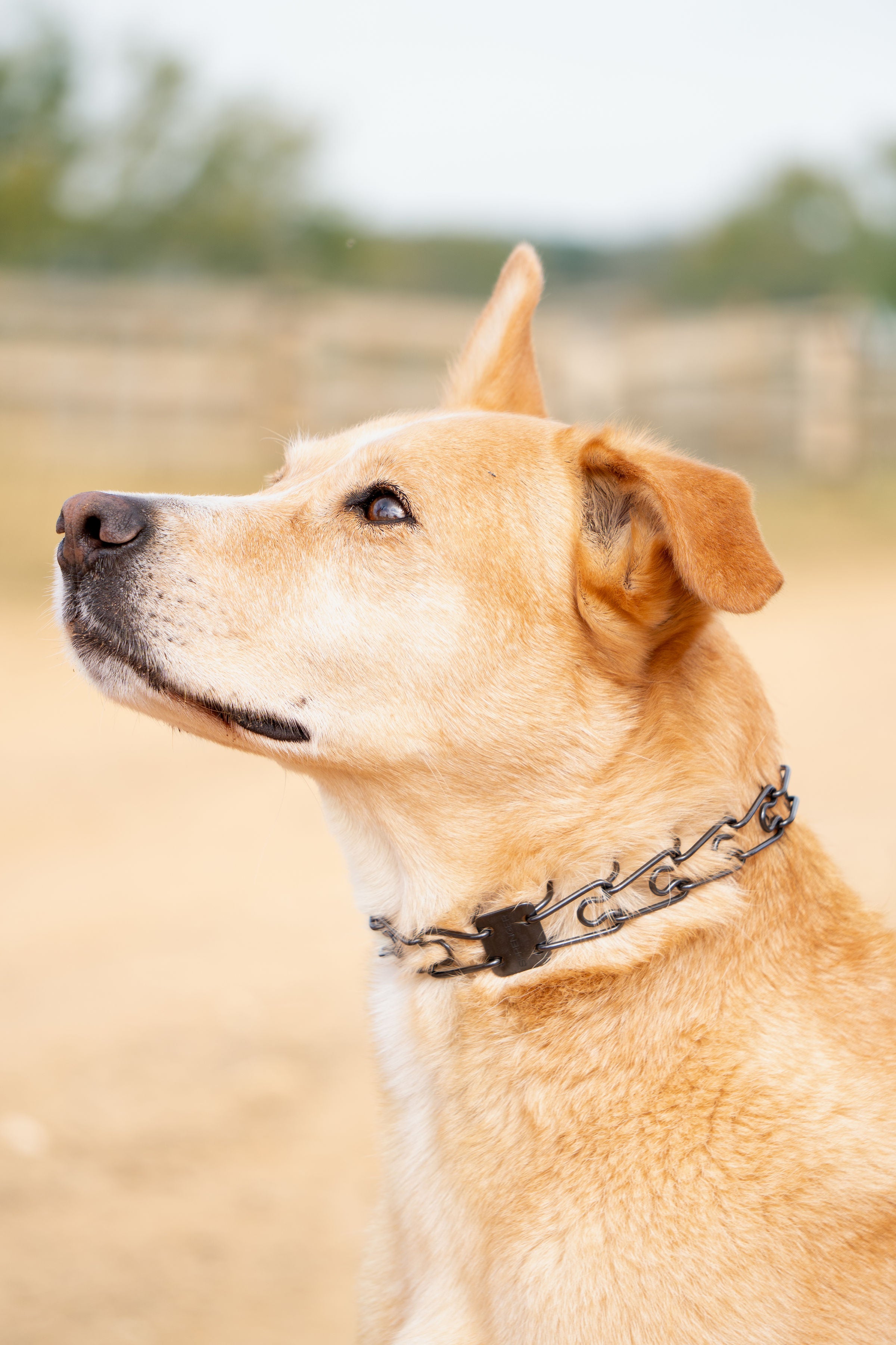 Herm Sprenger Prong Collar