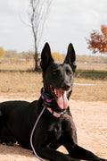 E-Collar Technology Mini Educator E-Collar w/ Quick Snap Bungee