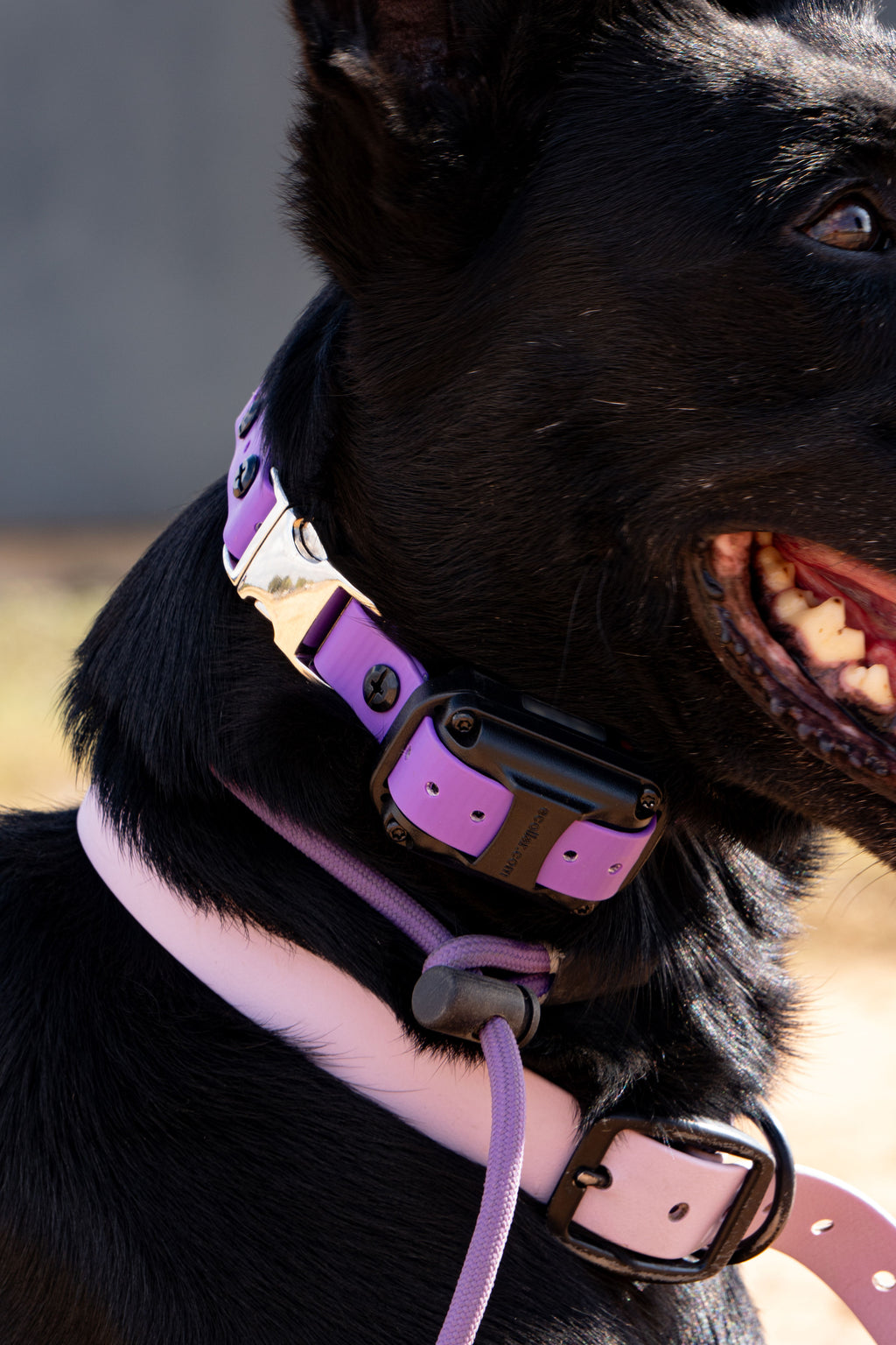 E-Collar Technology Mini Educator E-Collar w/ Quick Snap Bungee