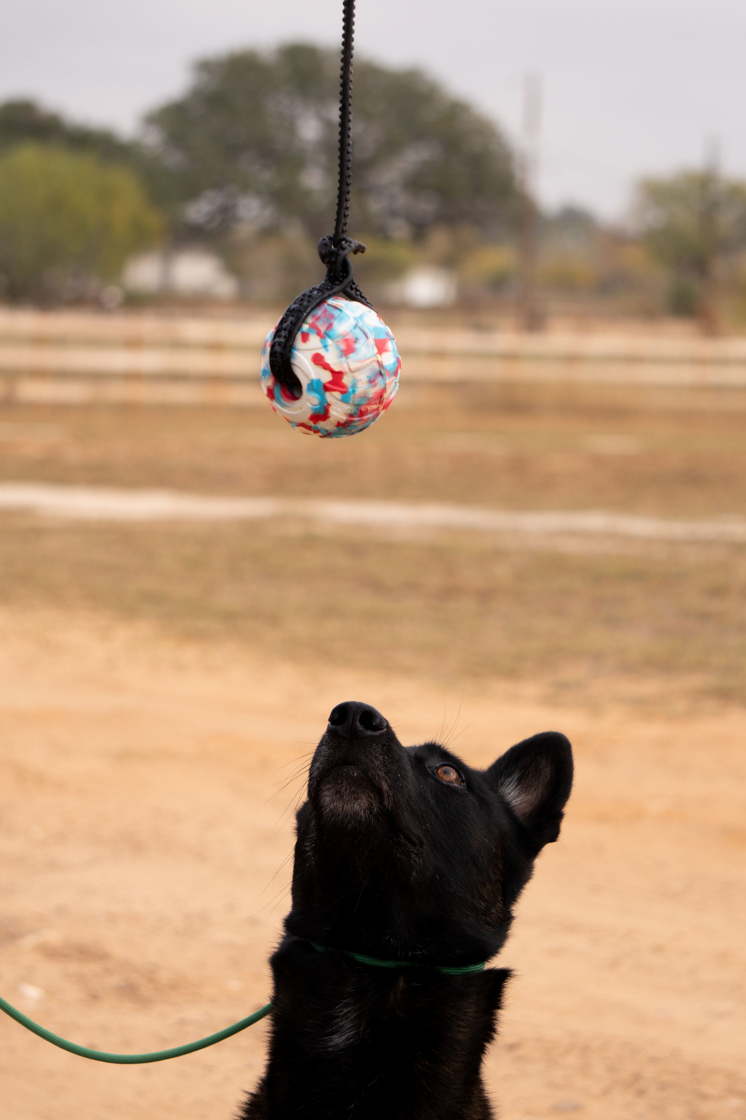 Foam Ball Reward