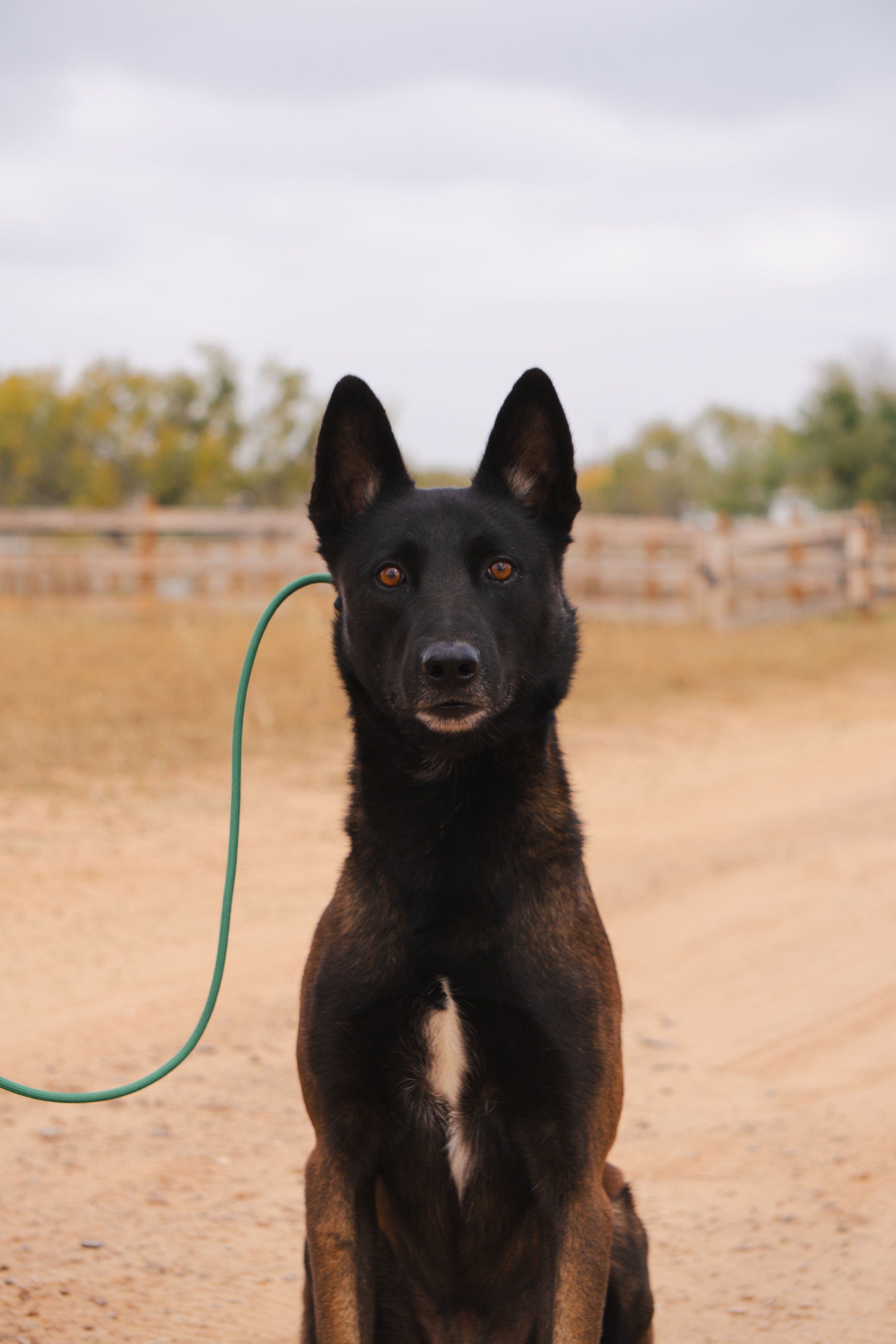 Slip Leash